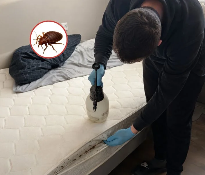 Technicien traitant un matelas contre les punaises de lit à Châteaufort